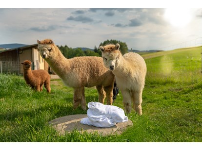 Wellnessurlaub - Bayern - Lernen Sie unsere Alpakas bei einer Fütterung mit dem Chef hautnah kennen.  - Landrefugium Obermüller | SPA & Naturresort | 360 ° Glück | 4,5 Sterne