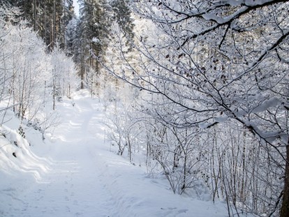 Wellnessurlaub - Hotel-Schwerpunkt: Wellness & Gesundheit - Haubers verschneiter Wald ist ideal für romantische Spaziergänge und Winterwanderungen. - Haubers Naturresort