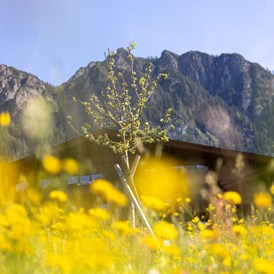 Wellnesshotel: Blühende Panoramawiese mit Blick auf die Alpbacher Berge  - Alpbacherhof****s - Mountain & Spa Resort