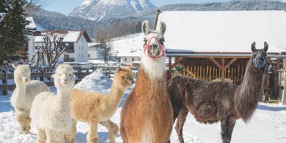 Wellnessurlaub - Umgebungsschwerpunkt: See - Tirol - Unsere hauseigenen Lamas und Alpakas - Appart- und Wellnesshotel Charlotte Seefeld