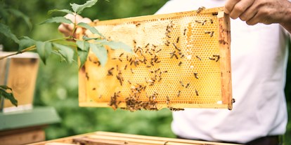 Wellnessurlaub - Umgebungsschwerpunkt: am Land - Bad Mitterndorf - Eigene Bienen für feinsten Pichlarner Honig, Thema Nachhaltigkeit, IMLAUER Hotel Schloss Pichlarn  - IMLAUER Hotel Schloss Pichlarn